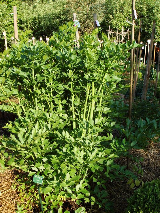 Levistichum officinale